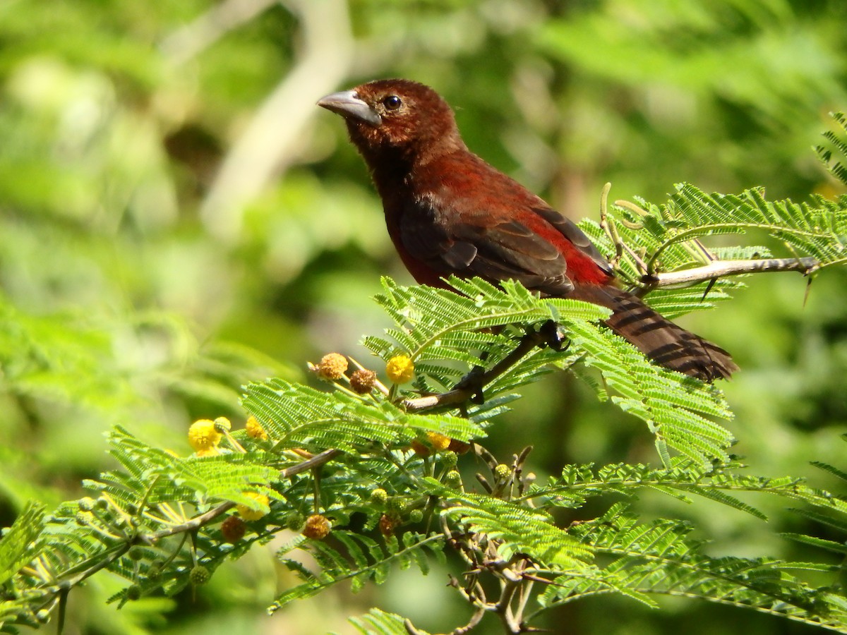 Silver-beaked Tanager - ML644411033