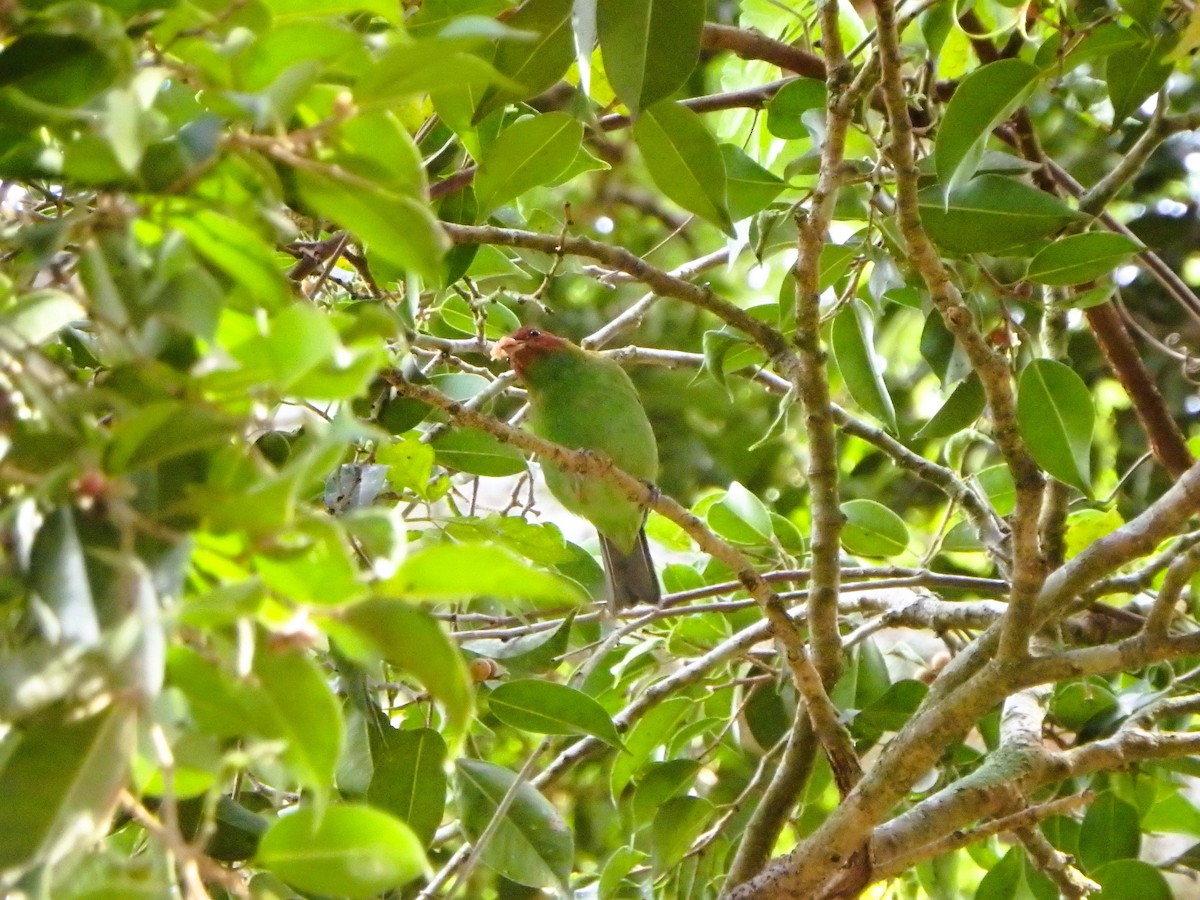 チャガシラフウキンチョウ - ML644411051