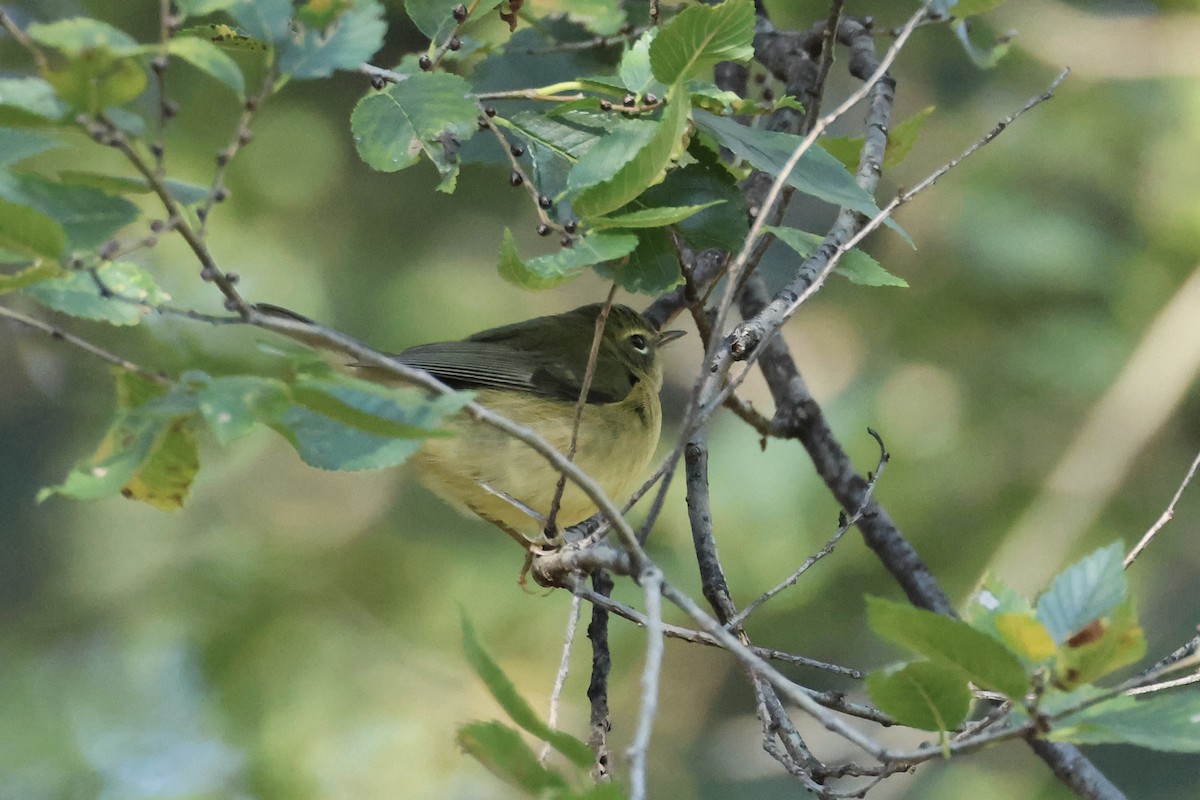 Black-throated Blue Warbler - ML644411052