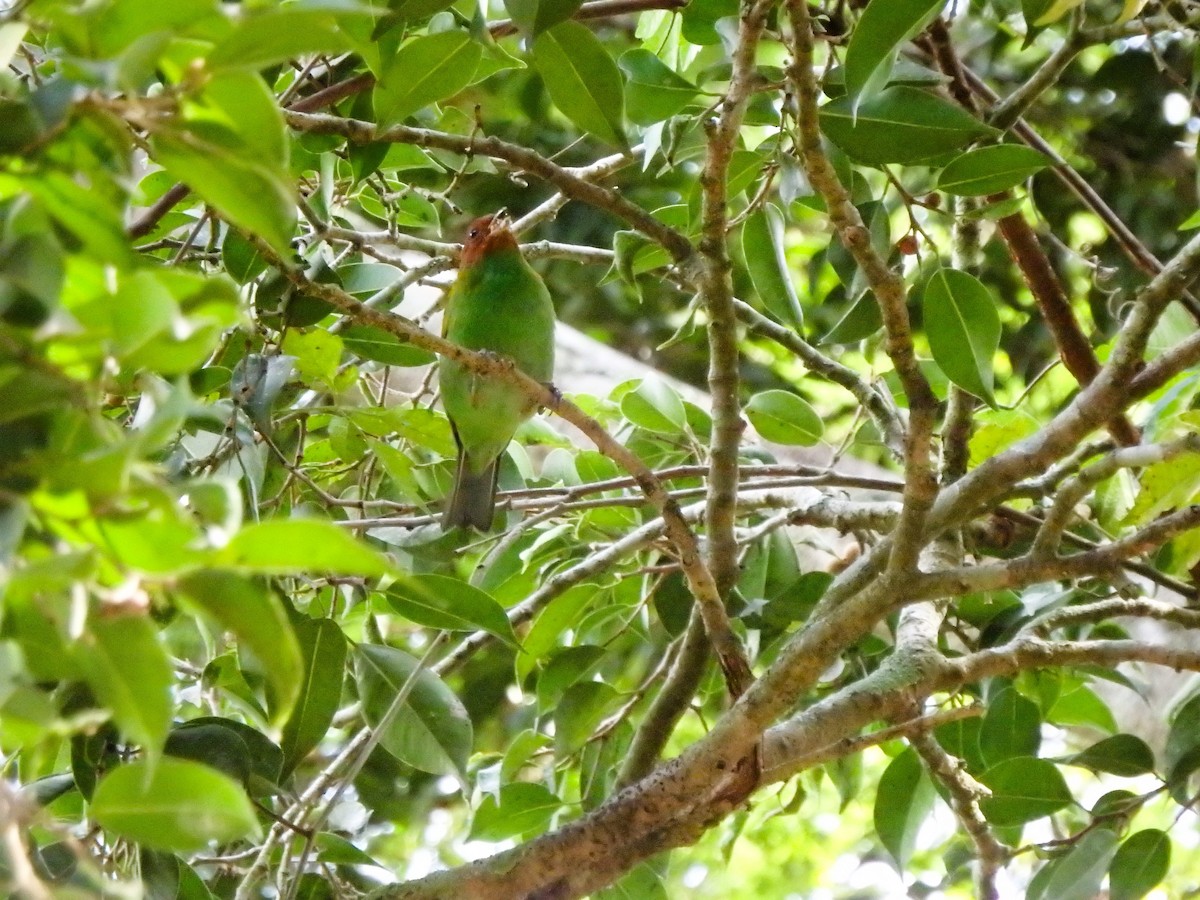 チャガシラフウキンチョウ - ML644411054