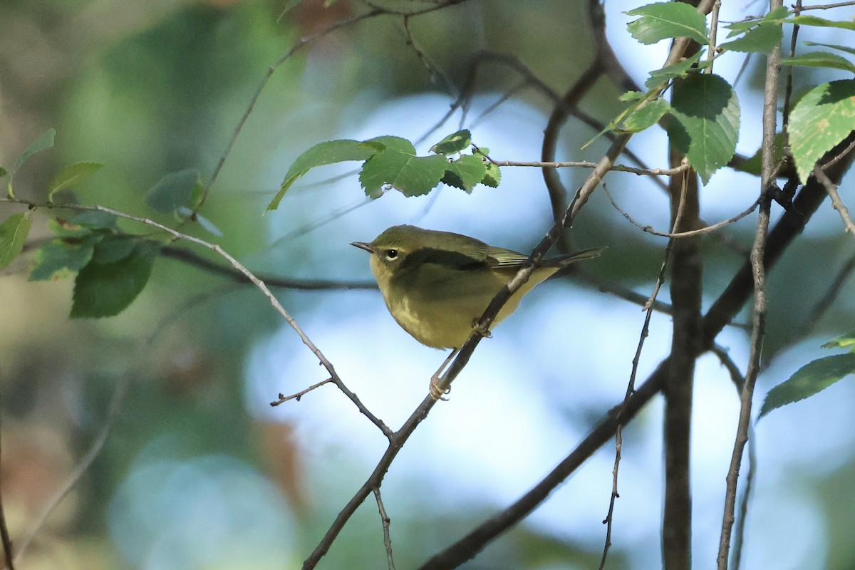 Black-throated Blue Warbler - ML644411056