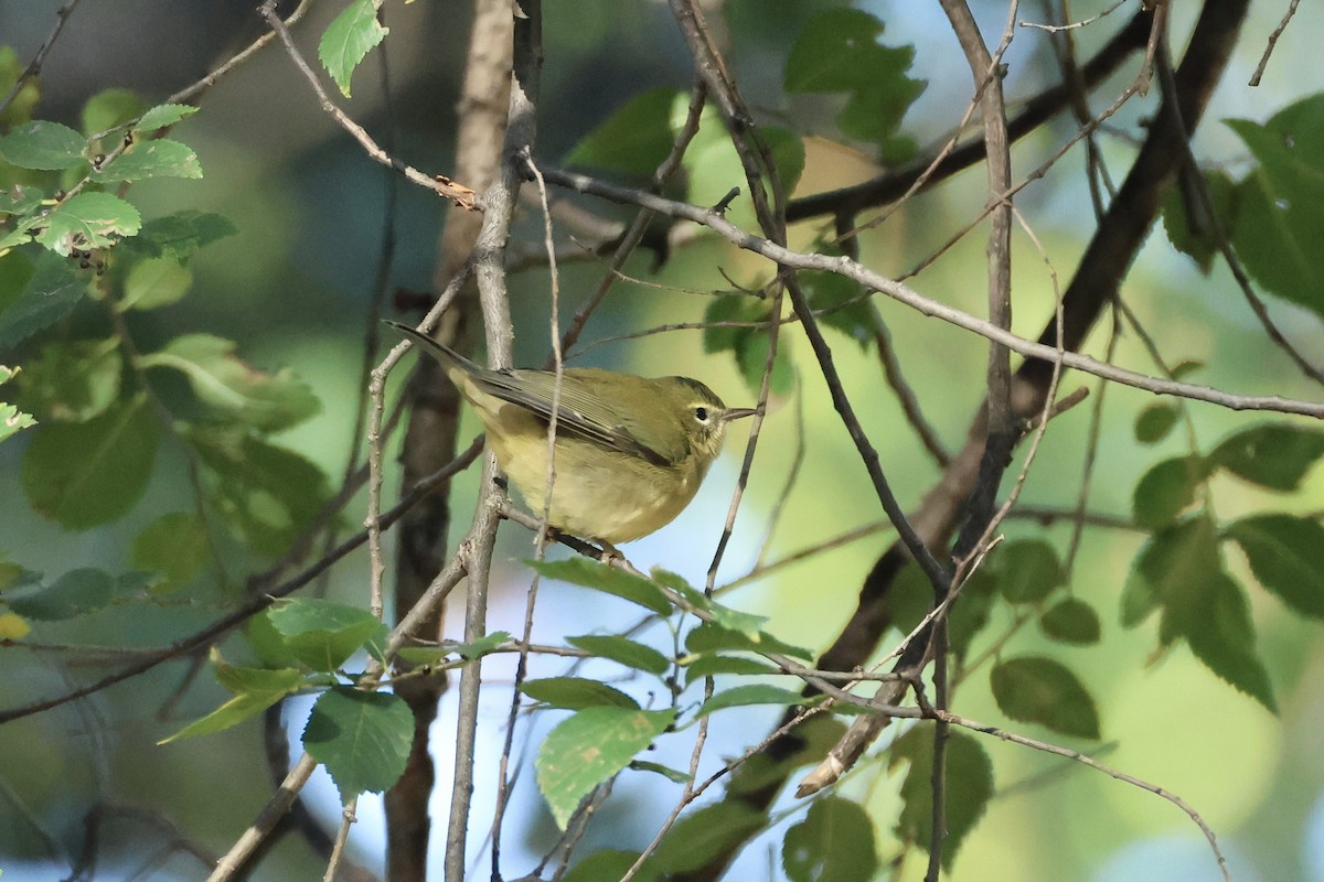Black-throated Blue Warbler - ML644411059
