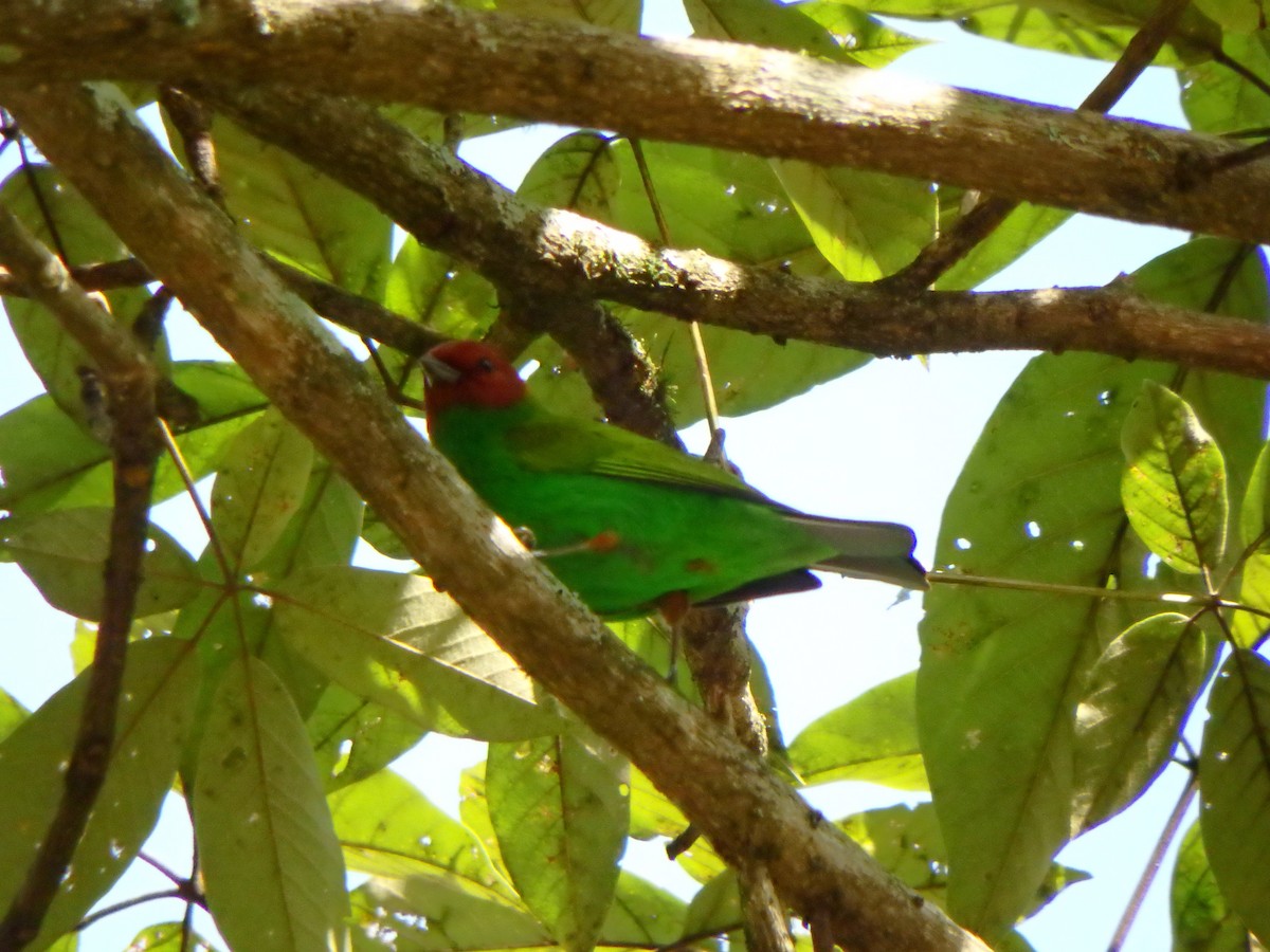 チャガシラフウキンチョウ - ML644411061