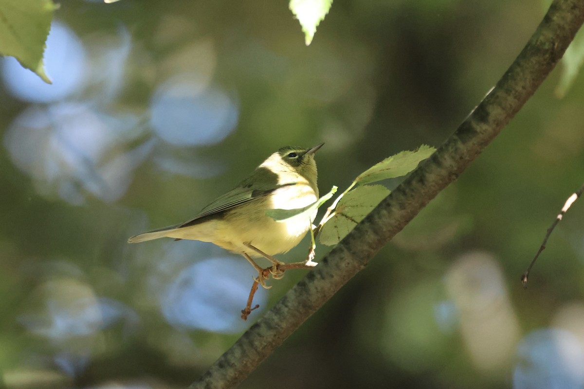 Black-throated Blue Warbler - ML644411063