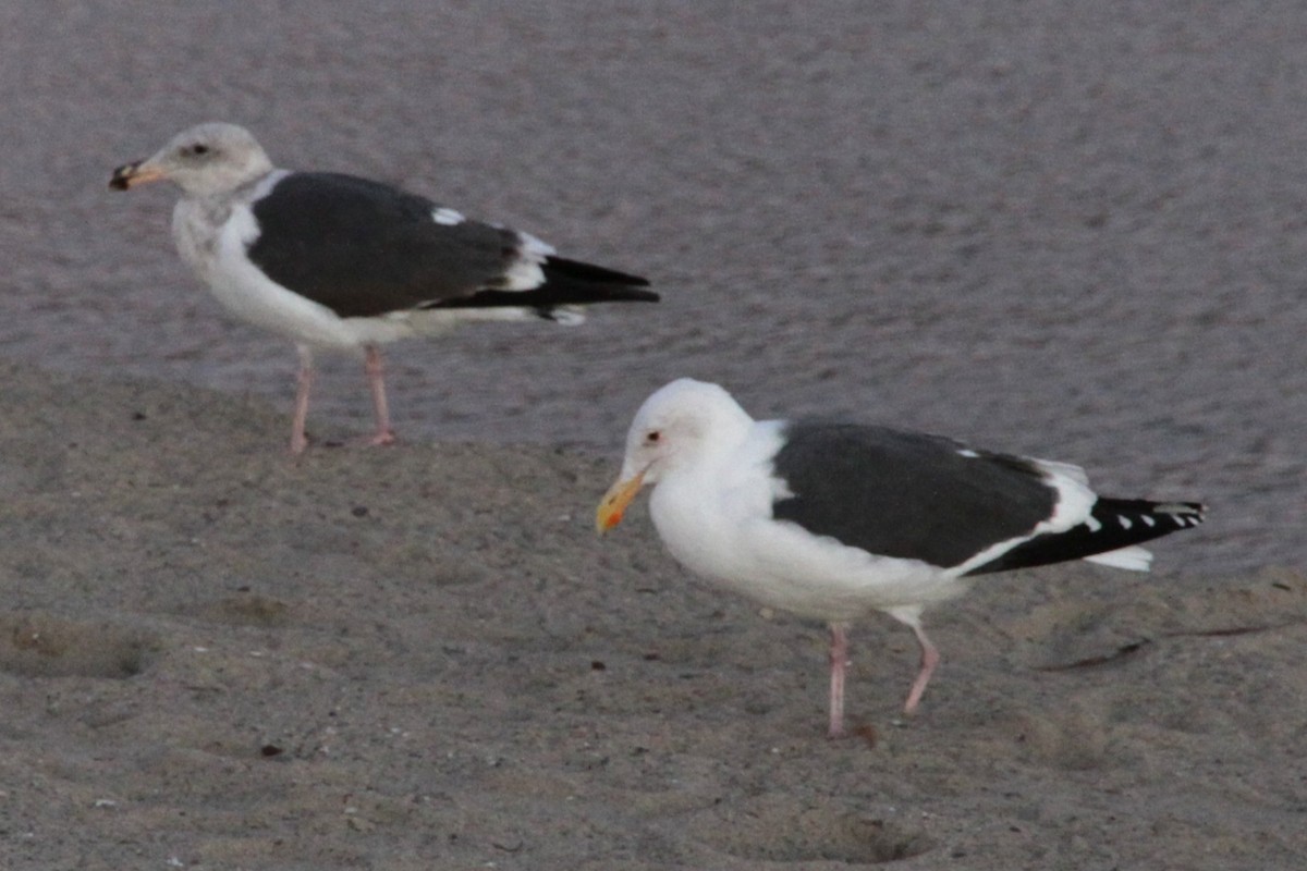 Western Gull - ML644411068