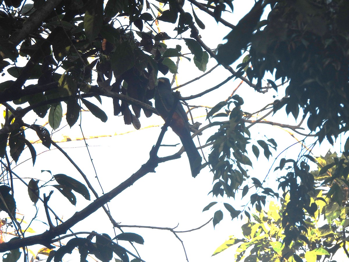 Black-tailed Trogon - ML644411069