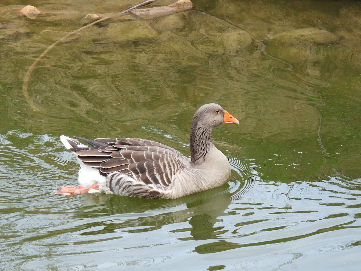 Серый гусь (Одомашненного типа) - ML644411081
