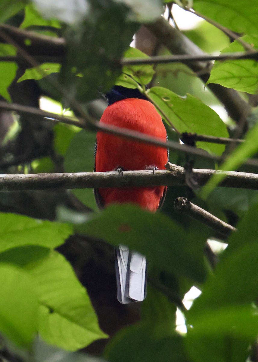 Scarlet-rumped Trogon - ML644411086