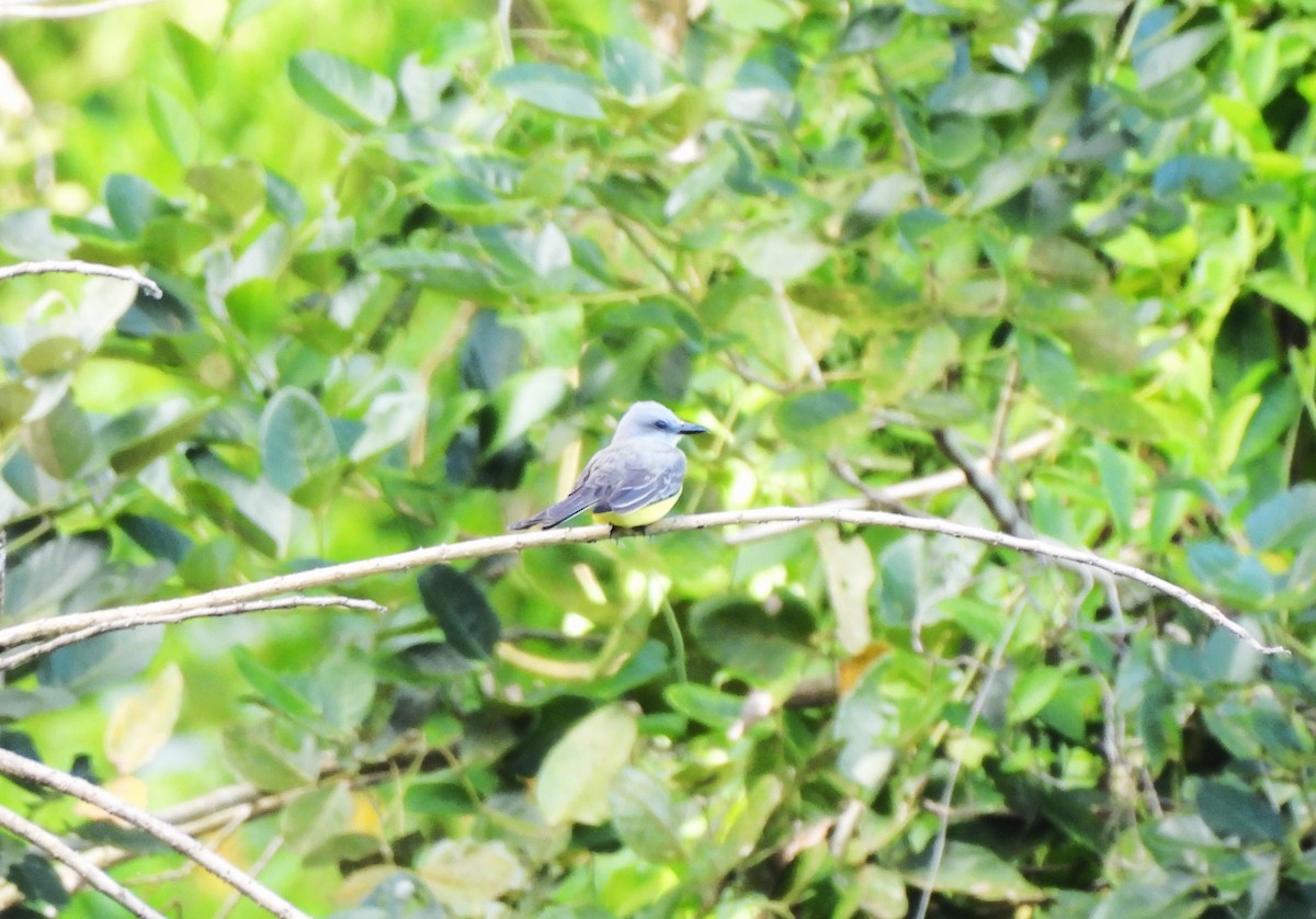 tropekongetyrann - ML644411109