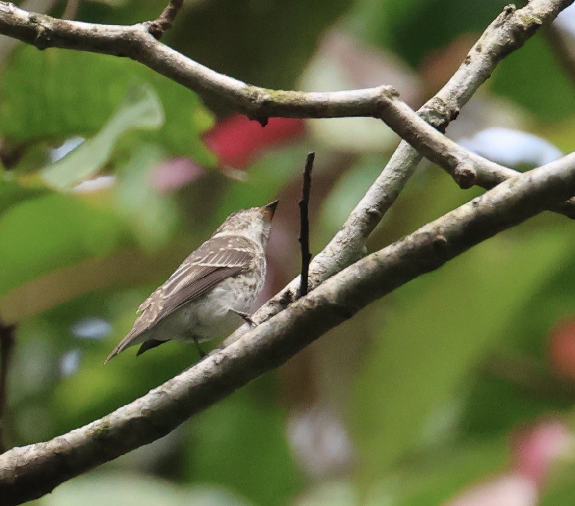 gråflankefluesnapper - ML644411112