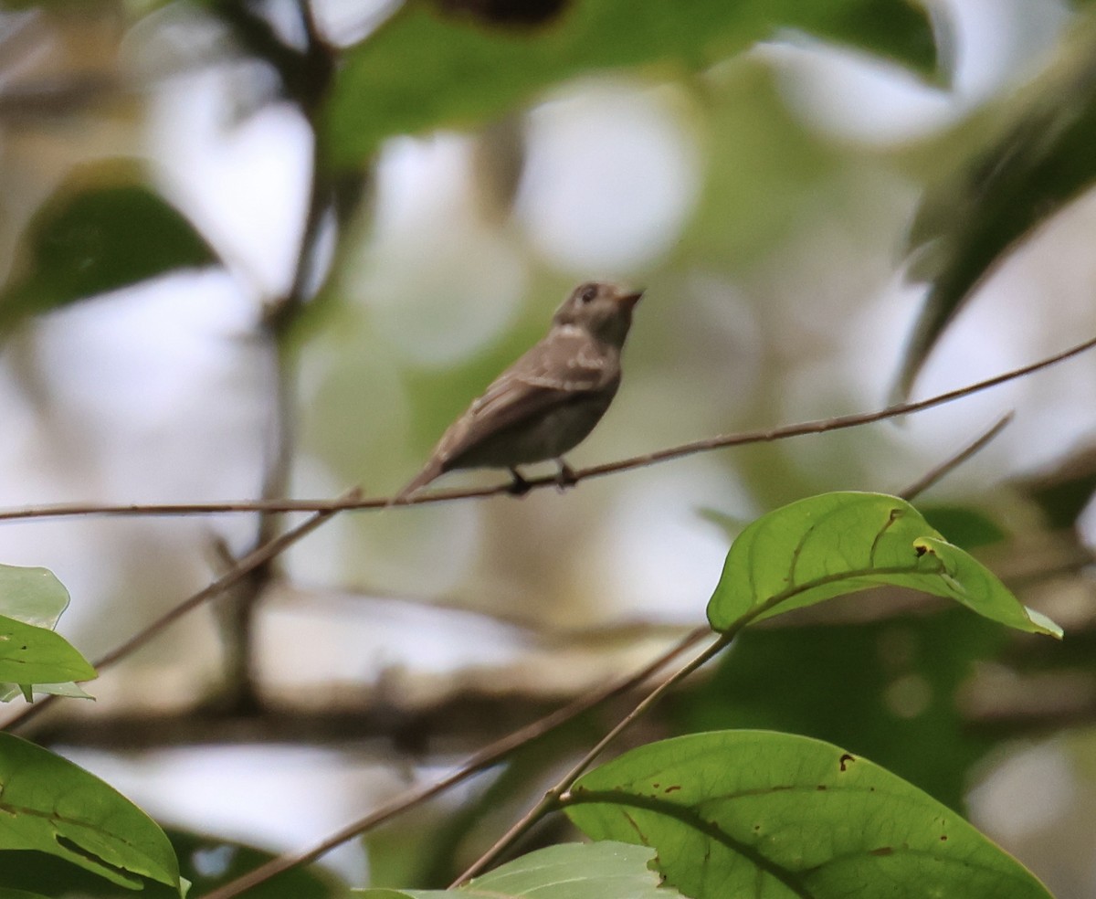 gråflankefluesnapper - ML644411116