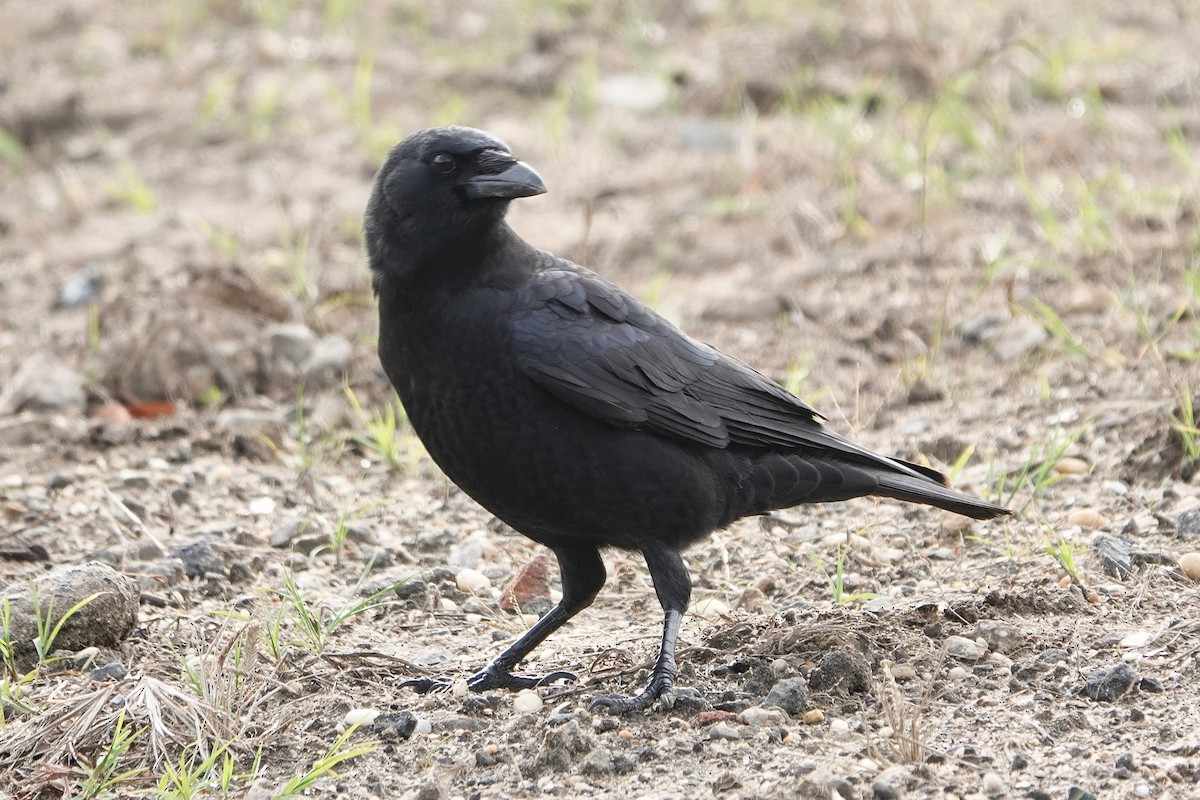 American Crow - ML644411120