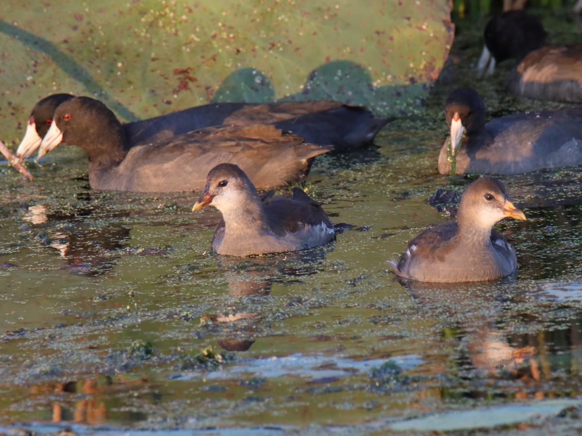 アメリカオオバン - ML644411131