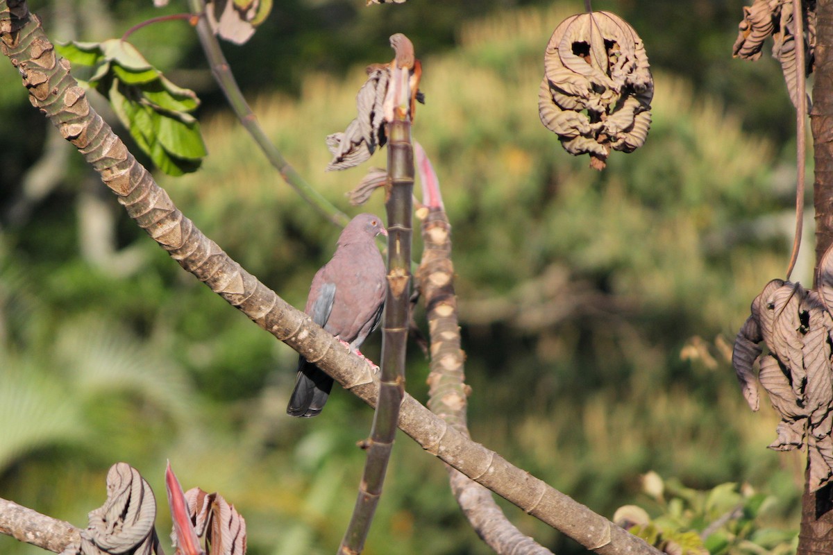 holub středoamerický - ML644411138