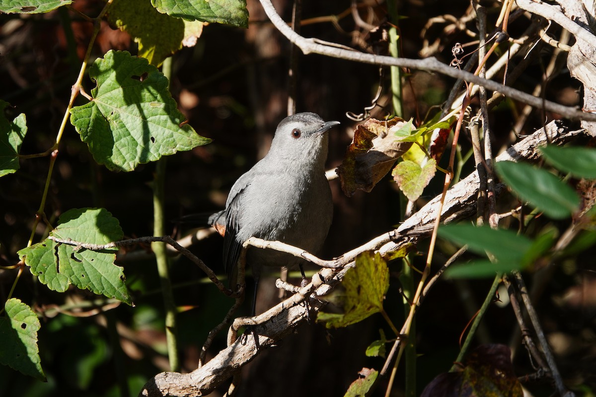 Moqueur chat - ML644411139