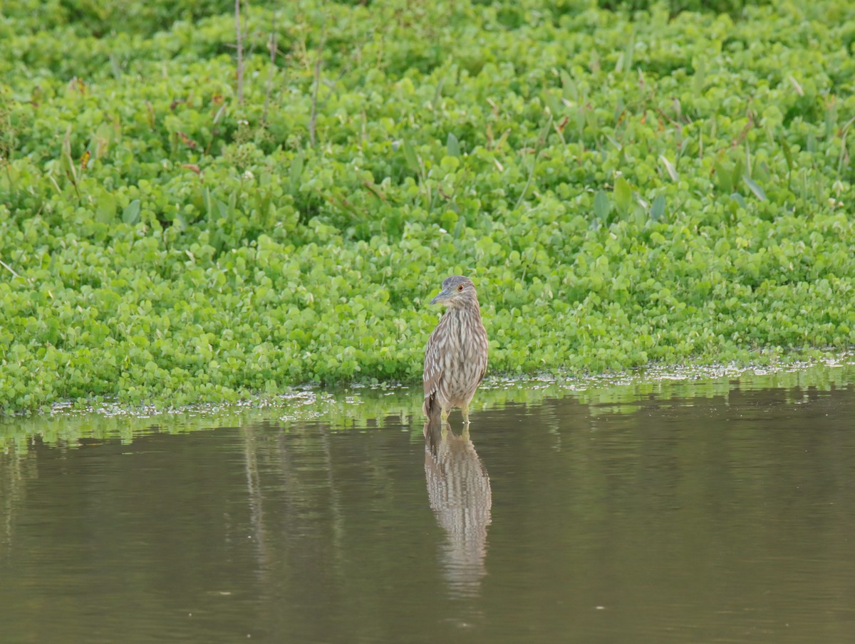 ゴイサギ - ML644411142