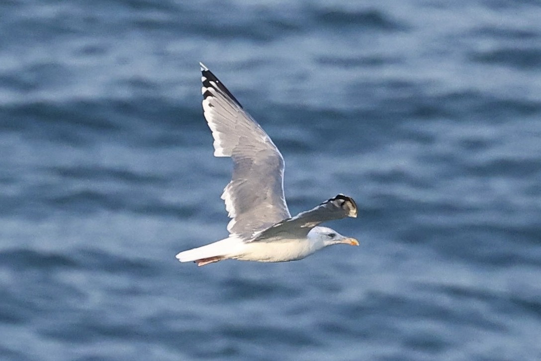 Gabbiano reale pontico - ML644411152