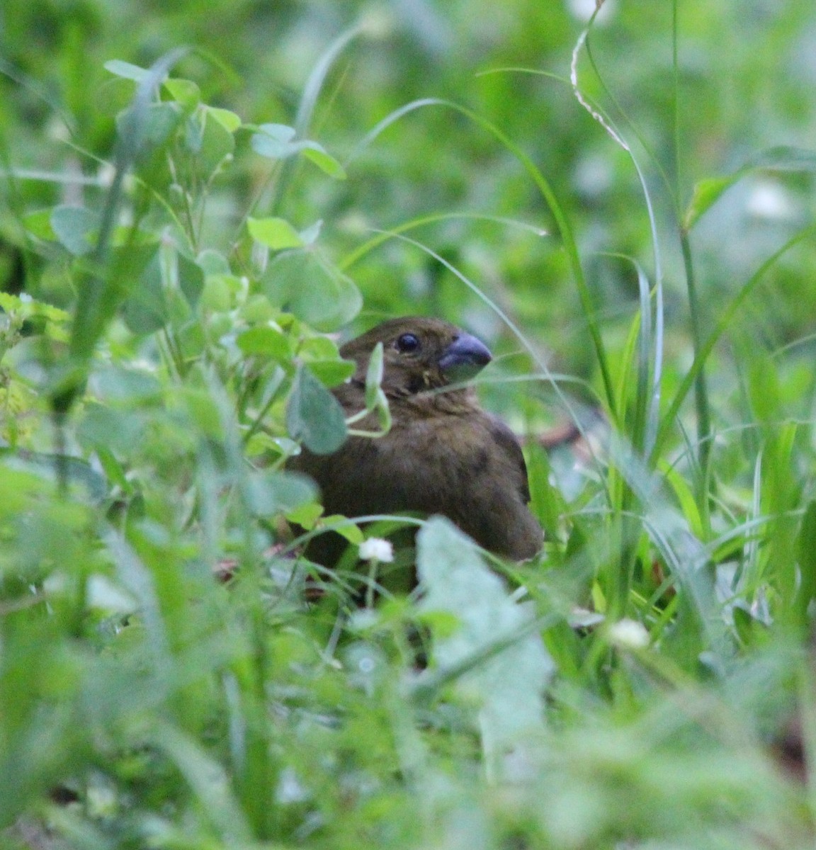 Variable Seedeater - ML644411157