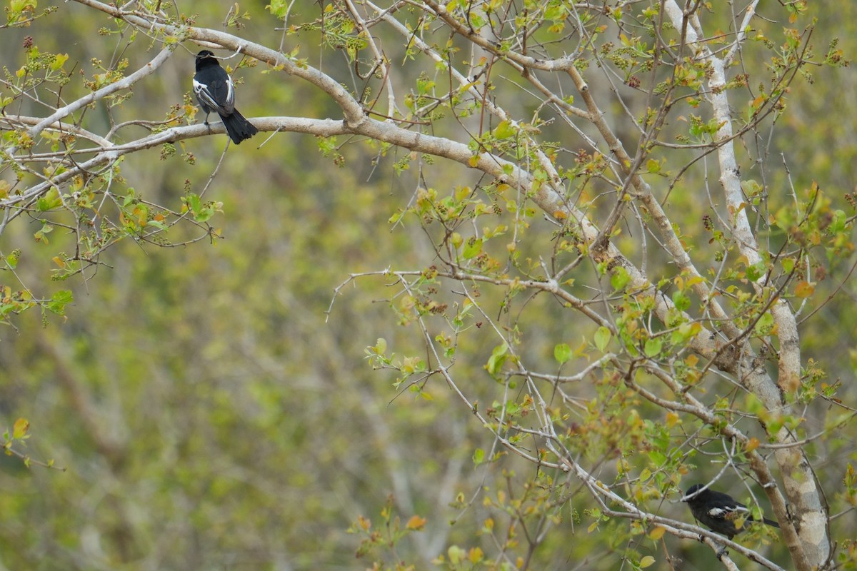 ミナミクロガラ - ML644411175