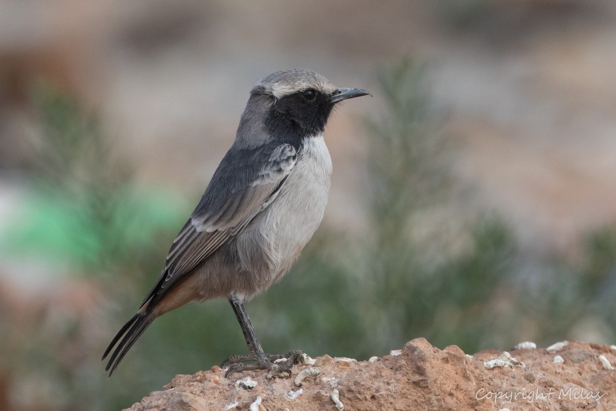 Red-rumped Wheatear - ML644411185