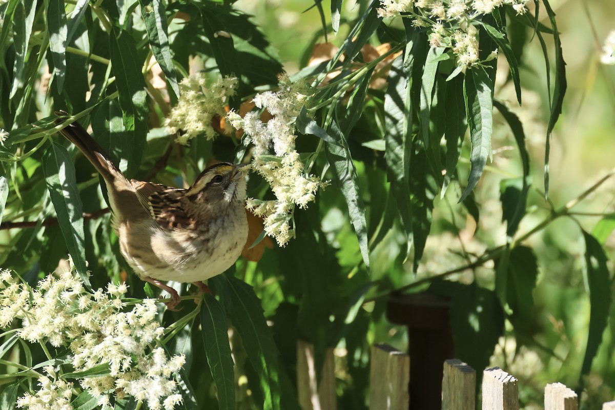 White-throated Sparrow - ML644411186