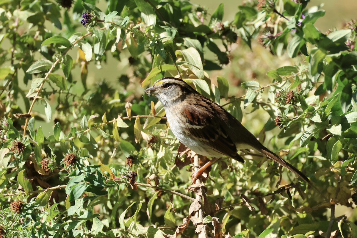 White-throated Sparrow - ML644411196
