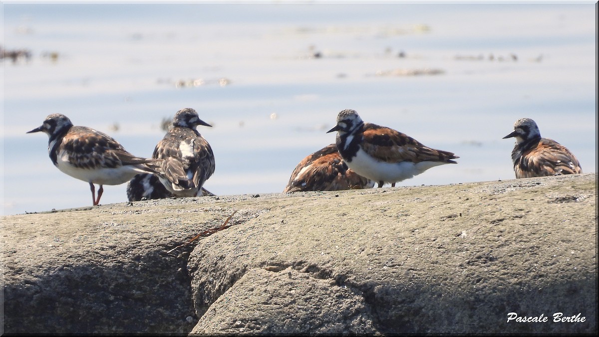 Tournepierre à collier - ML644411198
