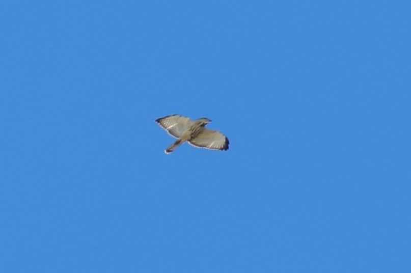 Broad-winged Hawk - ML644411200