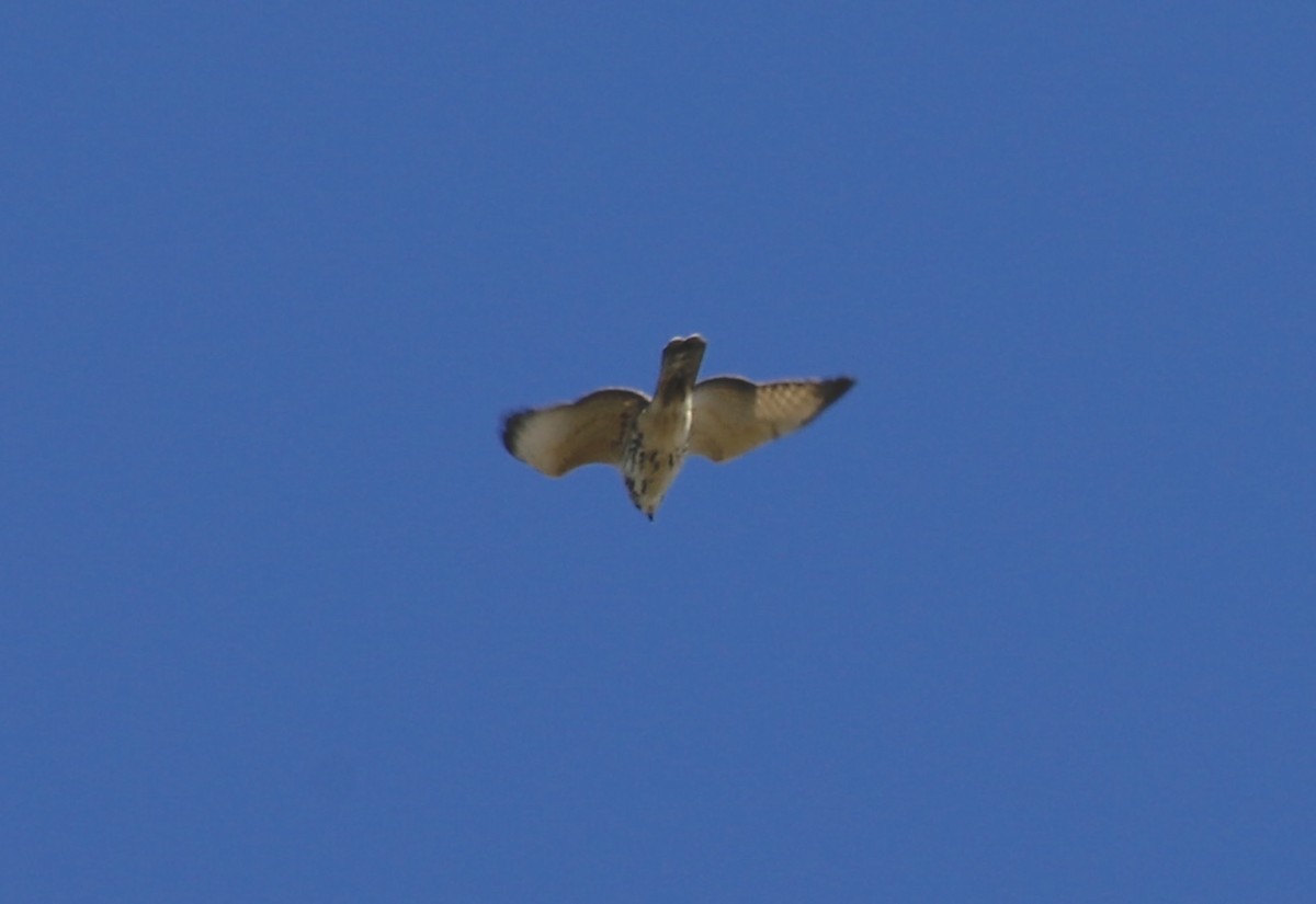 Broad-winged Hawk - ML644411201