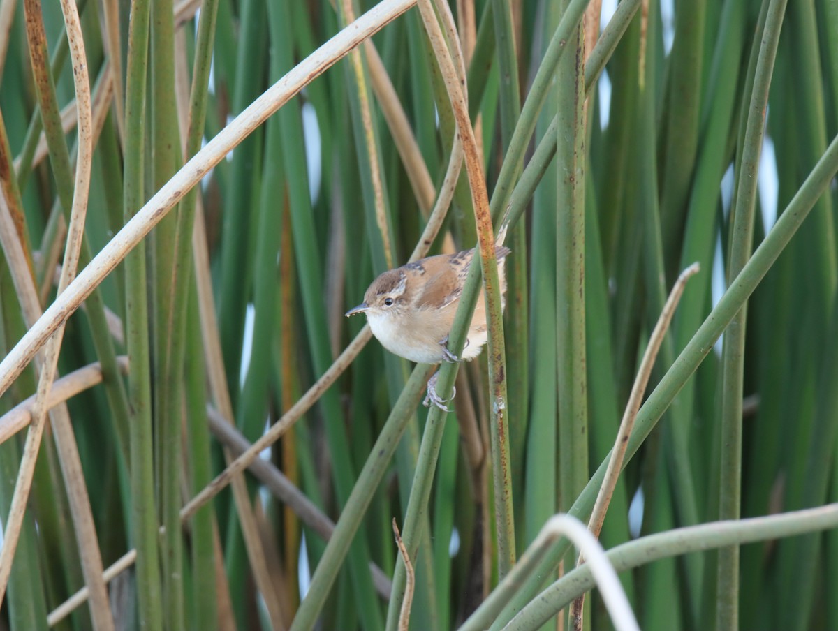 ハシナガヌマミソサザイ - ML644411205