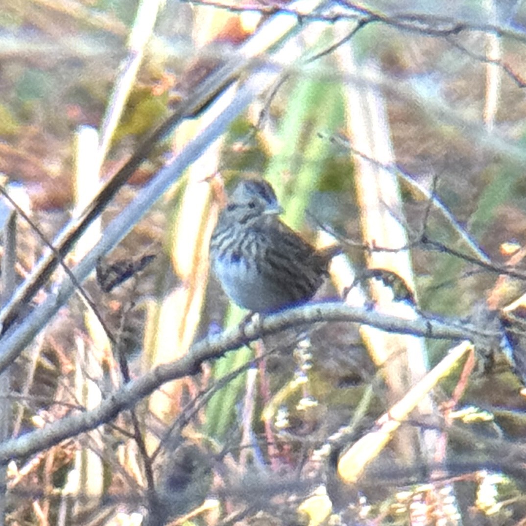 Lincoln's Sparrow - ML644411247