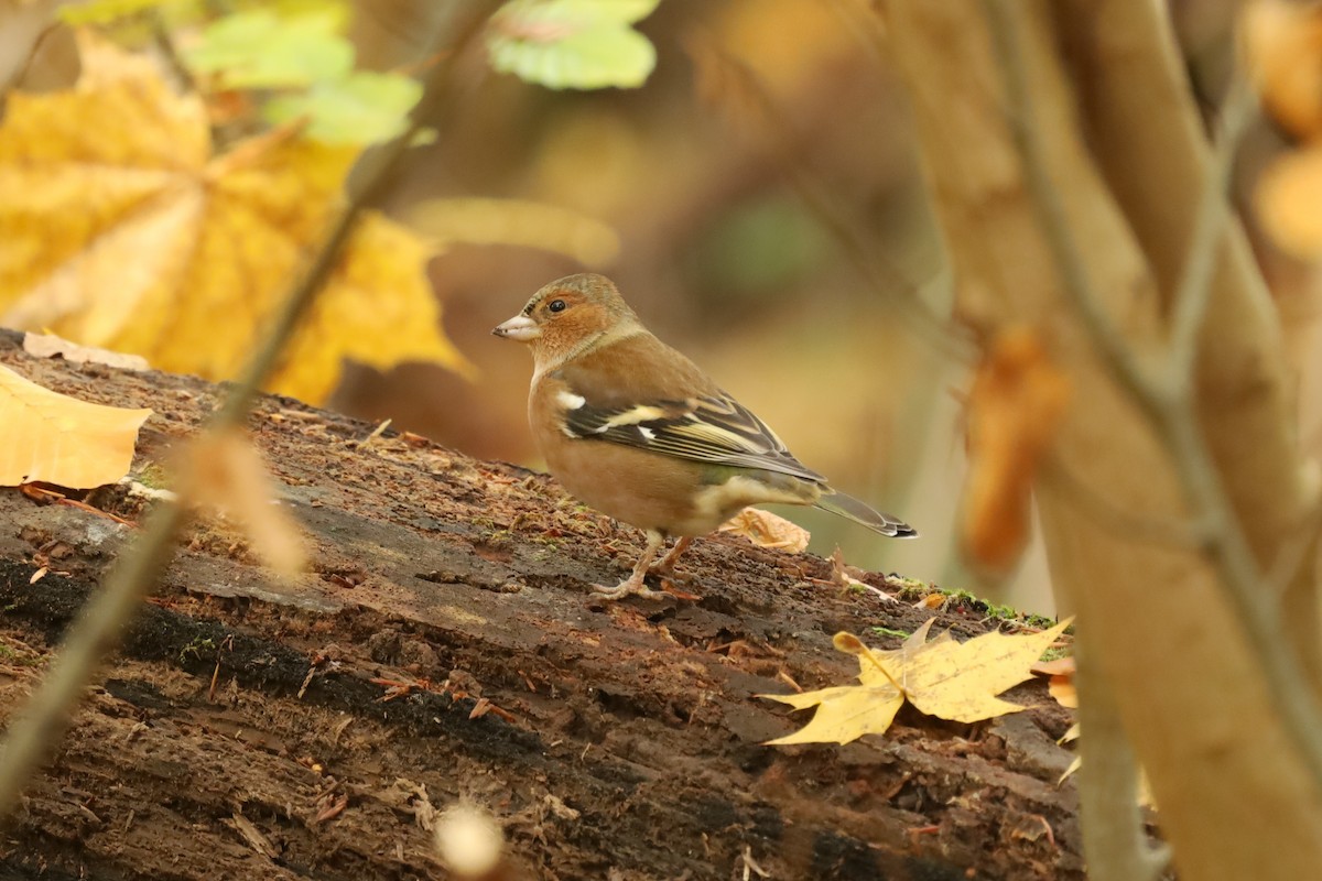 Дуулгат бужирга - ML644411258