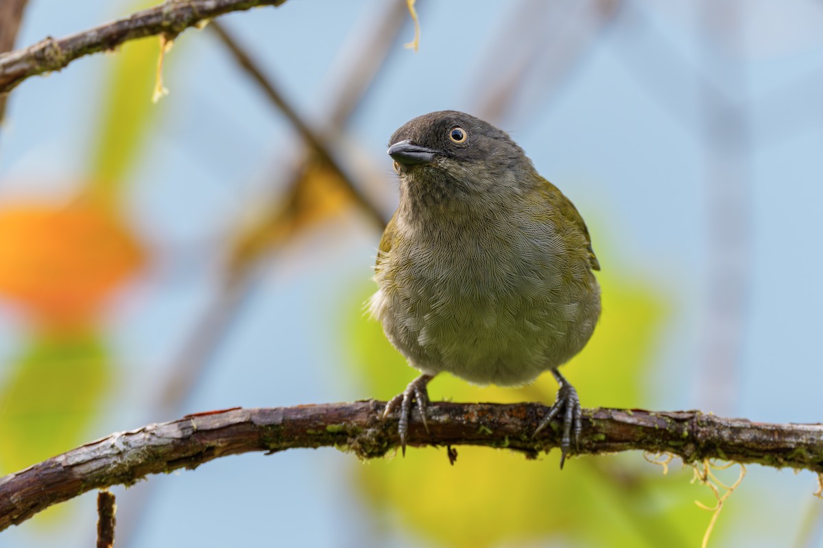Dusky Chlorospingus - ML644411265