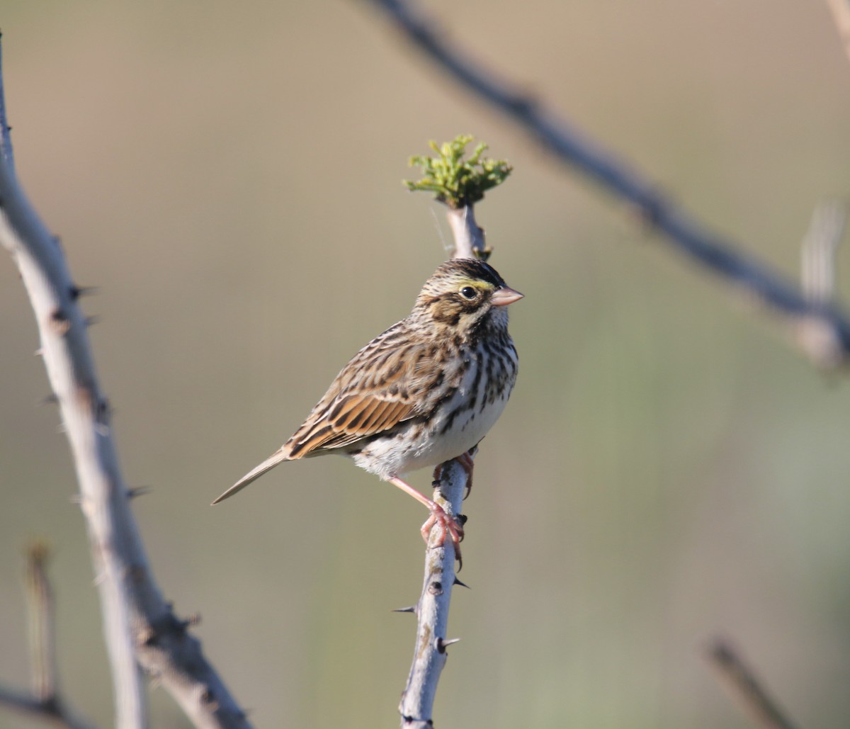 Savannah Sparrow - ML644411282