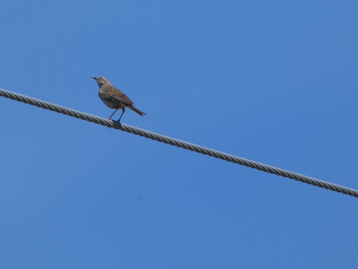 Rufous Songlark - ML644411289