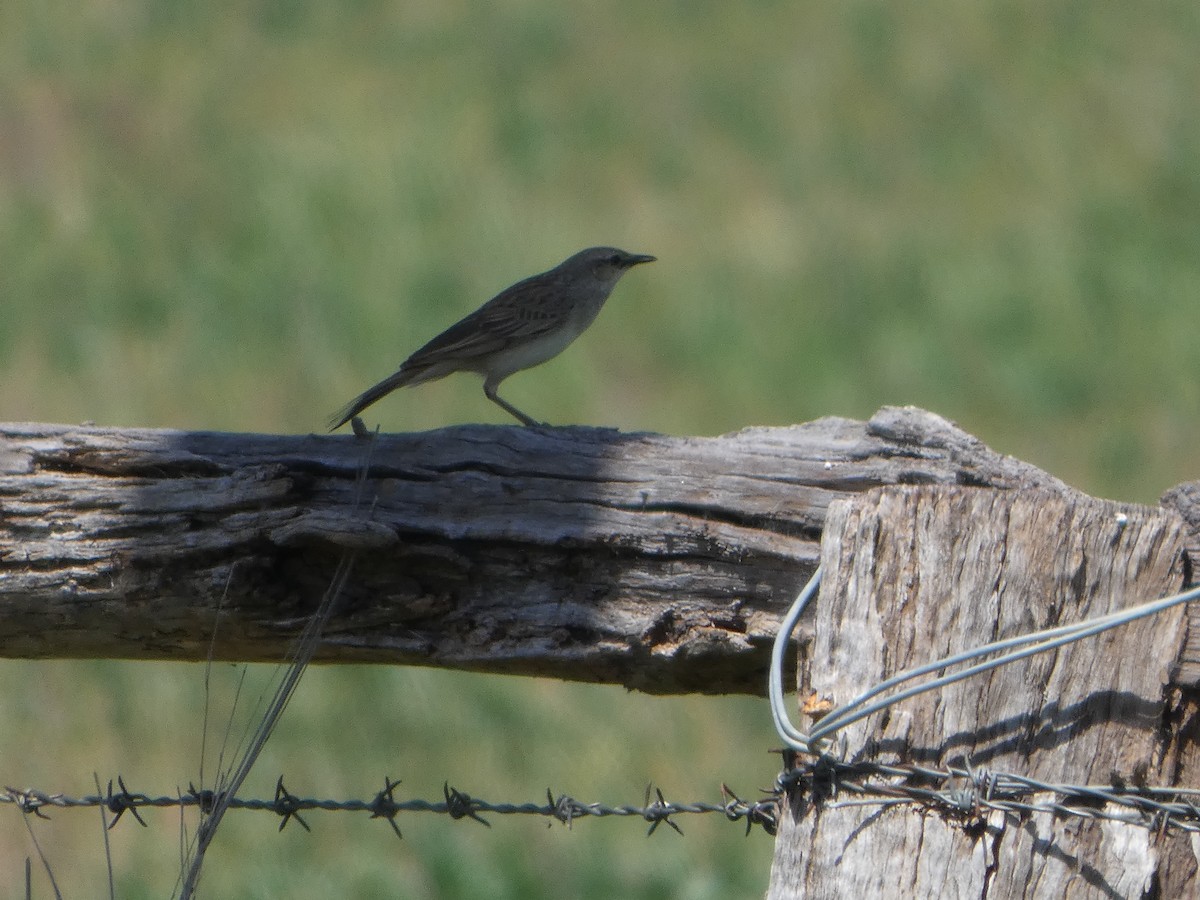 Rufous Songlark - ML644411291