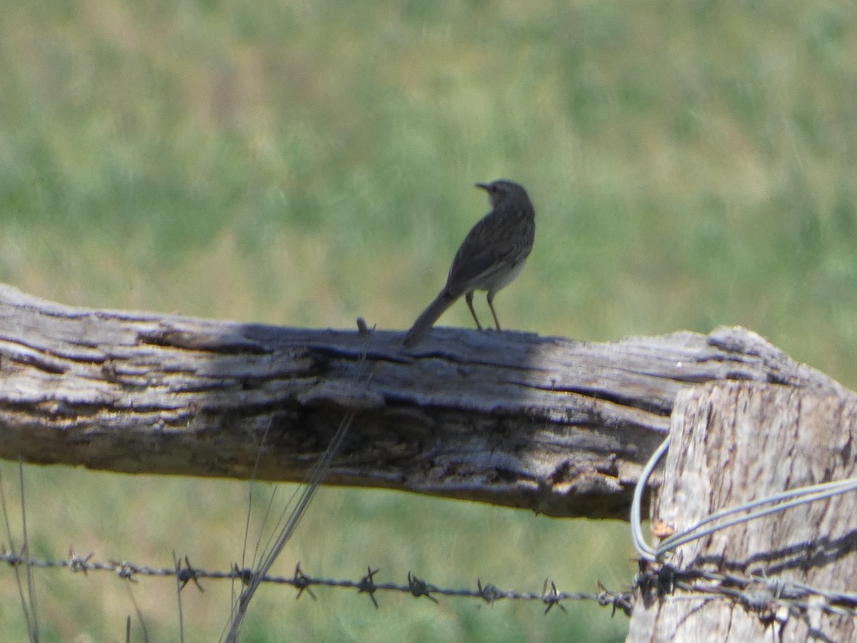 Rufous Songlark - ML644411292