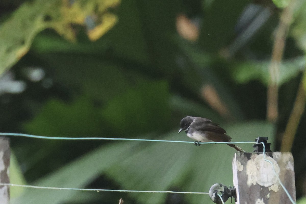 Malaysian Pied-Fantail - ML644411307