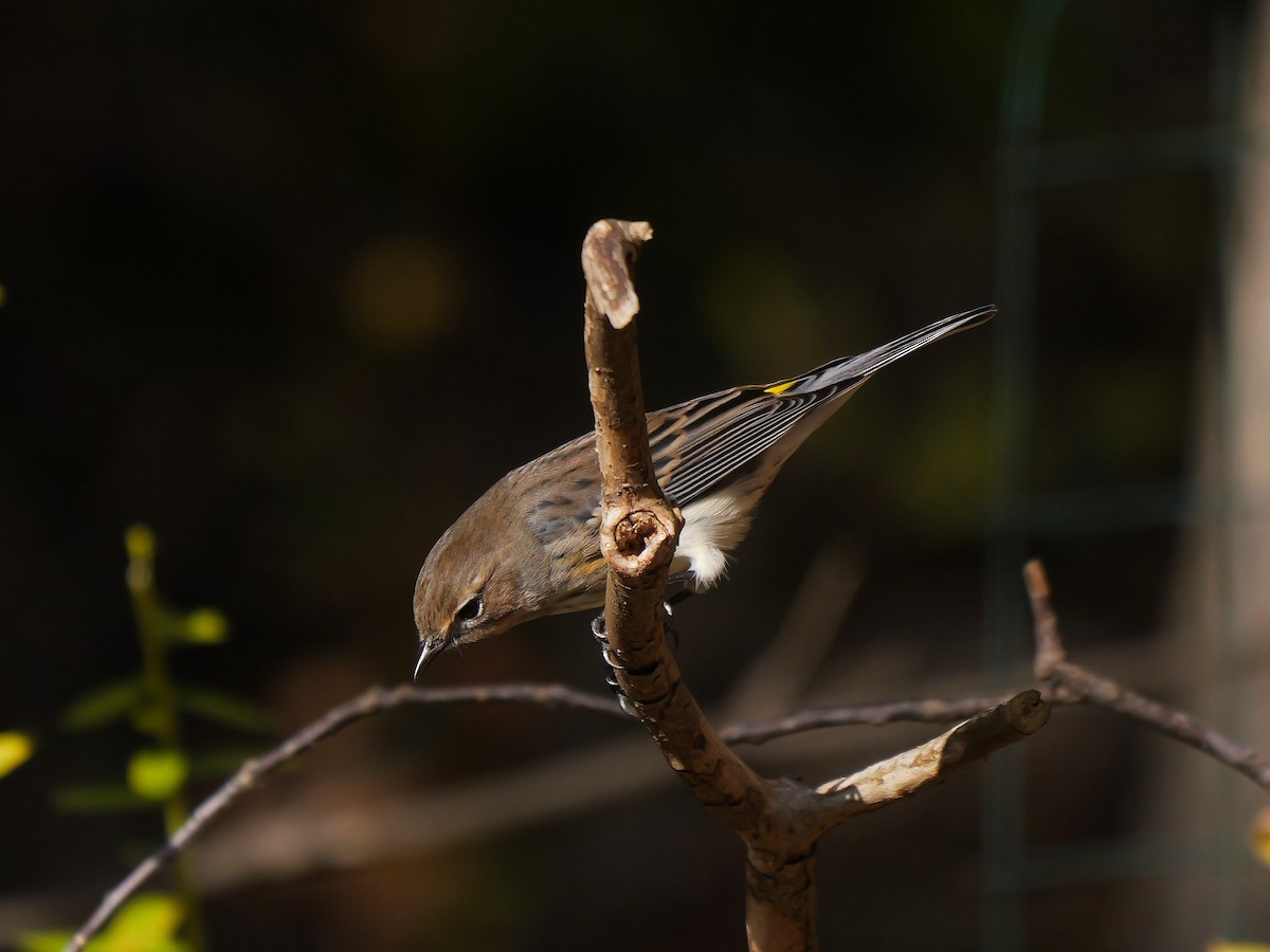 Yellow-rumped Warbler - ML644411312
