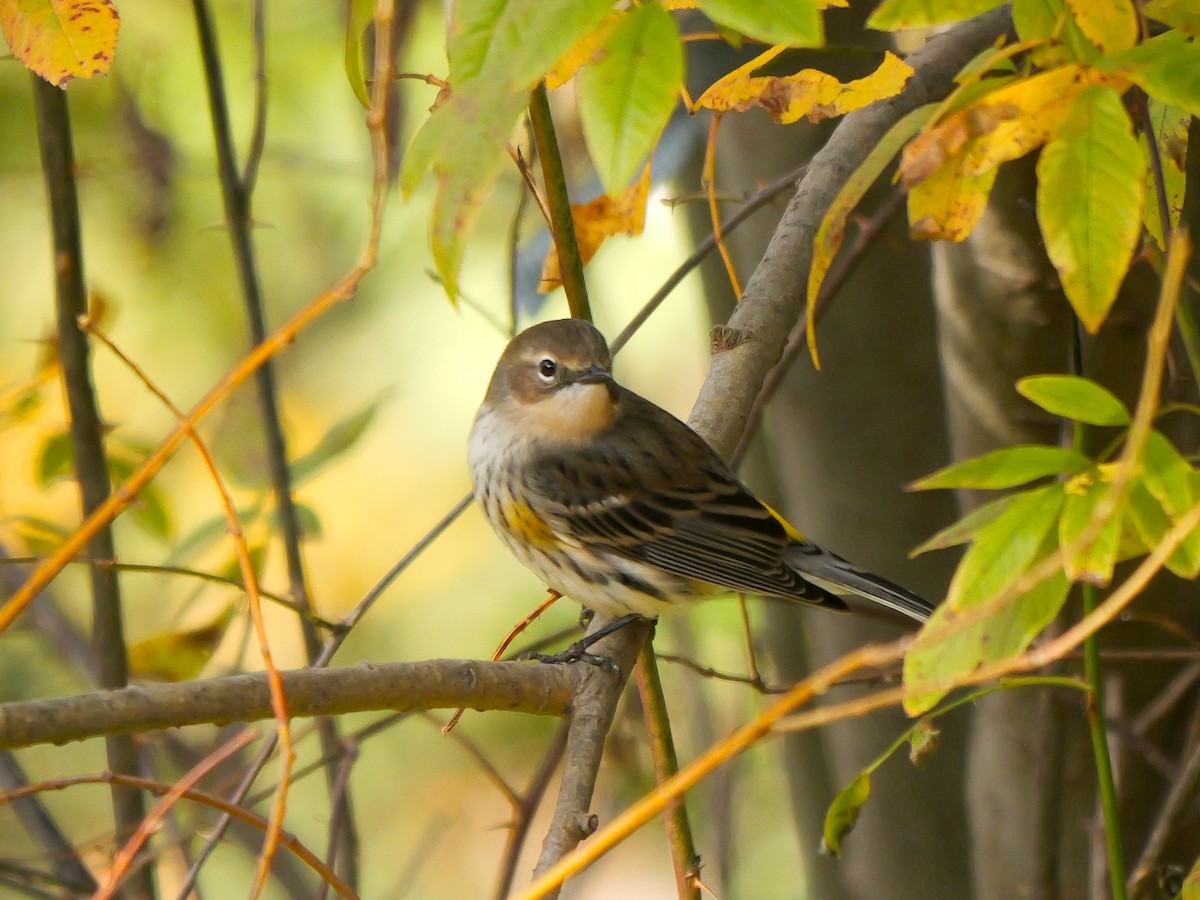 Yellow-rumped Warbler - ML644411313