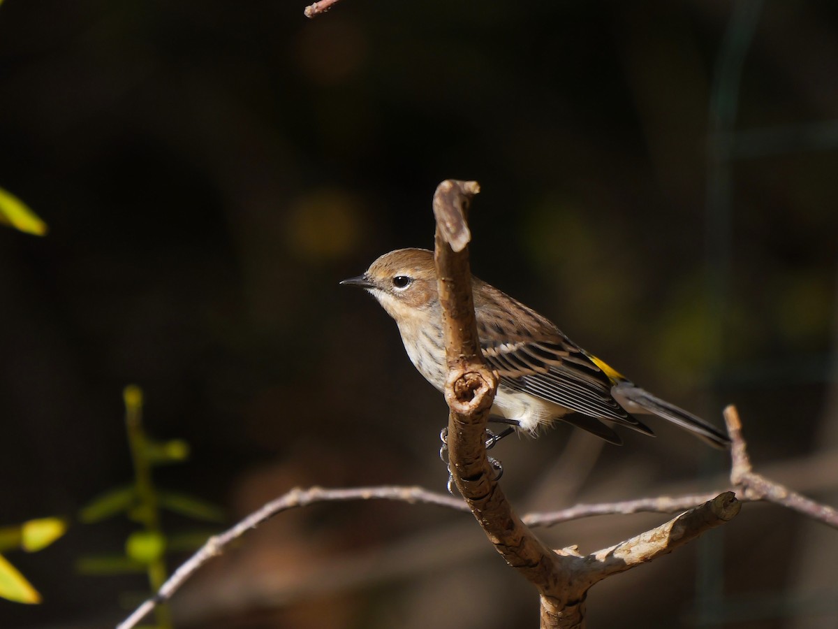 Yellow-rumped Warbler - ML644411314