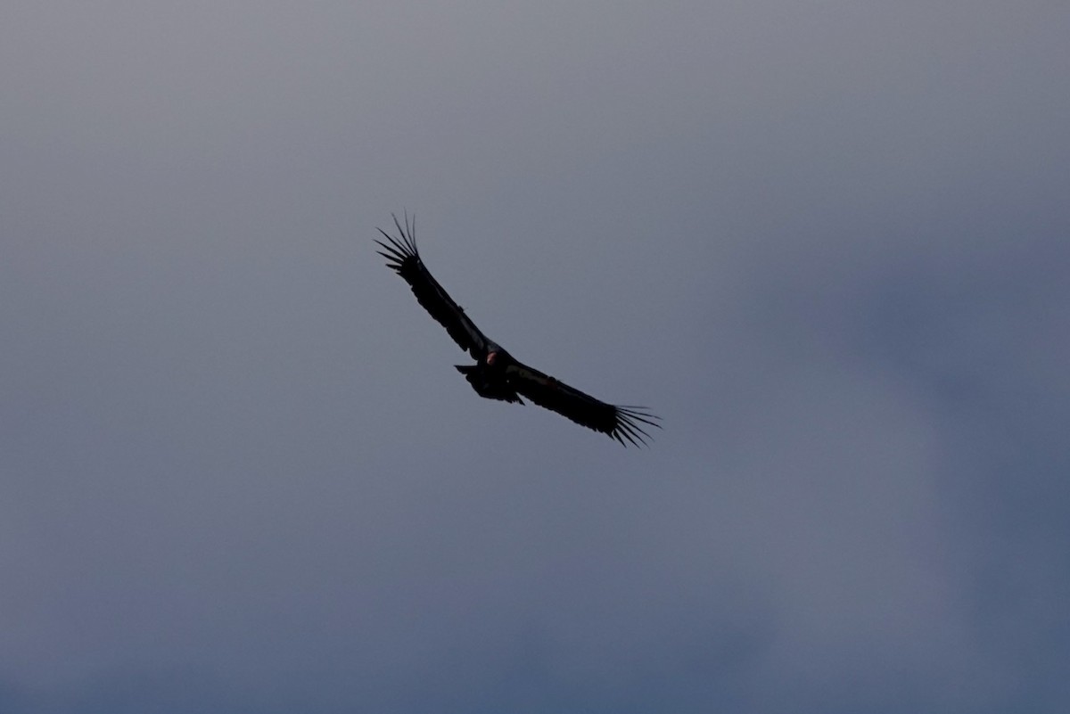 kaliforniakondor - ML644411319