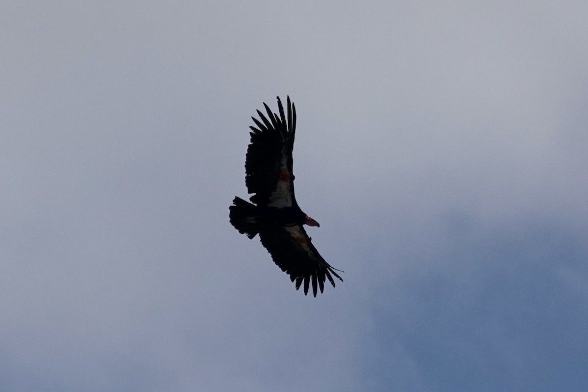 kaliforniakondor - ML644411321