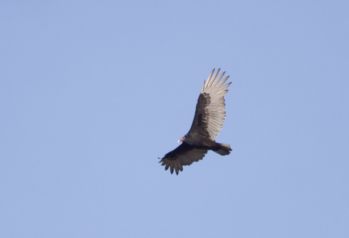 Turkey Vulture - ML644411334