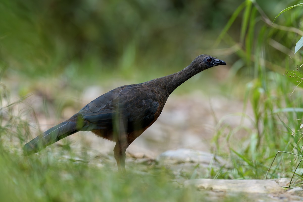 Sickle-winged Guan - ML644411339