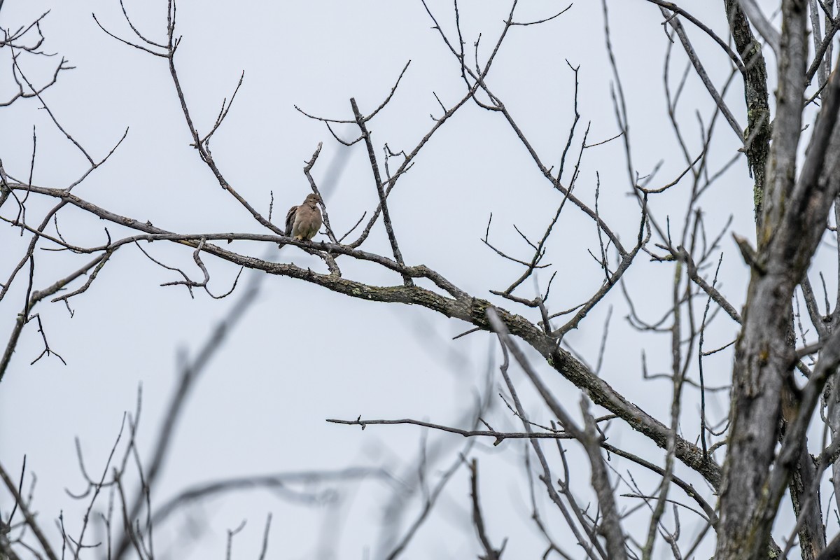 Mourning Dove - ML644411349