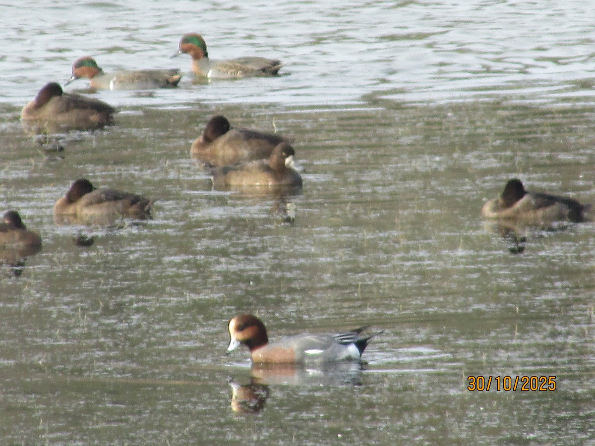 Silbón Europeo - ML644411354