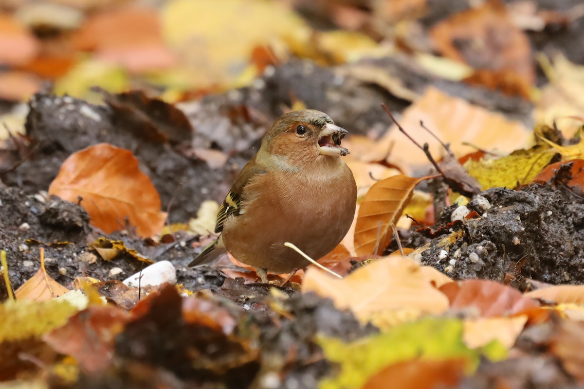 Дуулгат бужирга - ML644411369