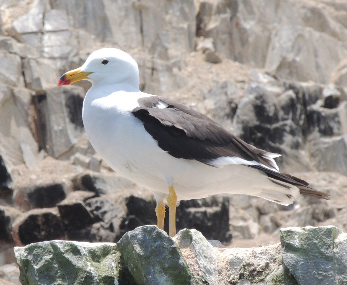 Goéland siméon - ML644411375