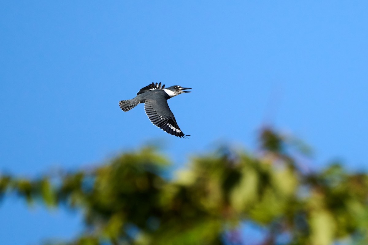 Belted Kingfisher - ML644411378
